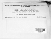 Diatrype stigma image